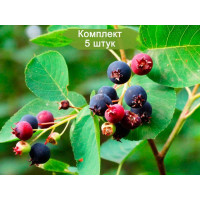Комплект 5шт  / Ирга крупнолистная (сеянец от 15см)